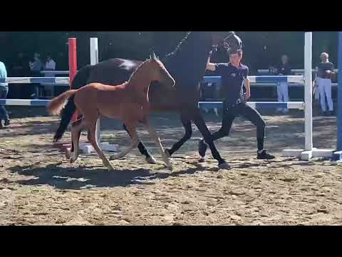 OL Elite-Stutfohlen von Iron x Sezuan x Dimaggio 2021