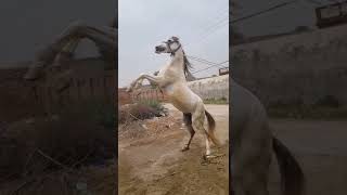 Horse Lovers WhatsApp Status 🔥💪🏼|Horse Status #horseriding #shorts #whatsappstatus #punjabistatus