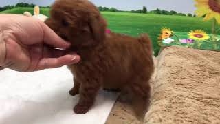 Video preview image #1 Poodle (Toy) Puppy For Sale in MANHATTAN, NY, USA