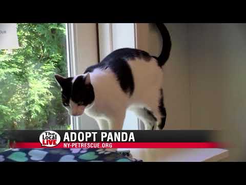 The Local Live # 211 - Pet of the Week - 5/10/18