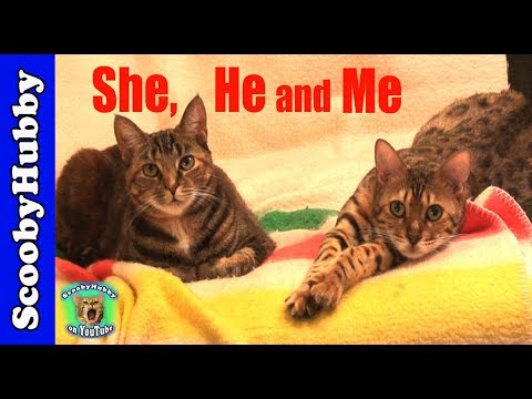 She, He and Me -- Cat Clips #183