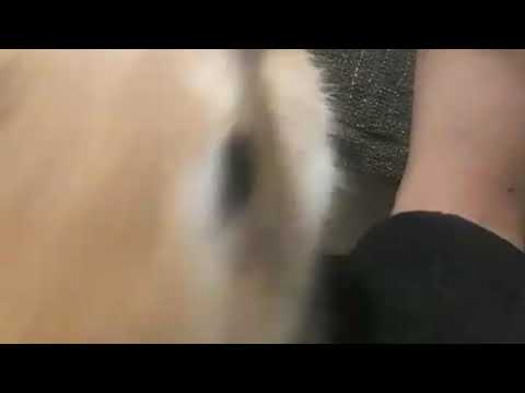 "Syria alla scoperta del cellulare" 😂😍| Ambra's Blog