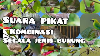 Download lagu suara pikat burung KECIL paling AMPUH!!!! kombinasi kutilang ribut mp3 Download lagu suara pikat burung KECIL paling AMPUH!!!! kombinasi kutilang ribut mp3