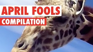 Not A Pet || Funny April Fool's Day Compilation