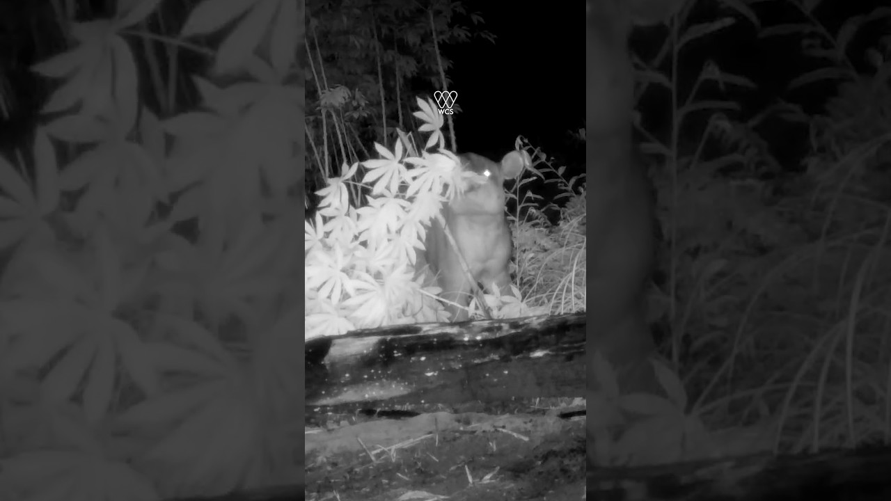 Camera traps reveal it wasn't the tapir after all