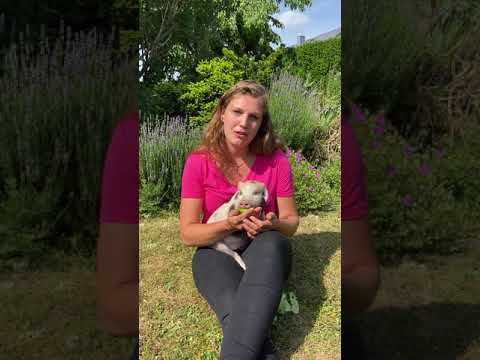 Alfred and Friends YouTube-Vdeominiatur 11