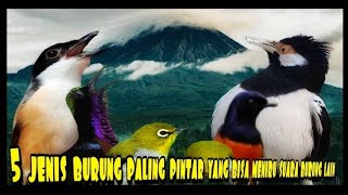 Download lagu 5 JENIS BURUNG PINTAR YANG BISA MENIRUKAN SUARA BURUNG LAIN DAN TIDAK MONOTON mp3 Download lagu 5 JENIS BURUNG PINTAR YANG BISA MENIRUKAN SUARA BURUNG LAIN DAN TIDAK MONOTON mp3