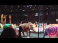 Day At The Circus