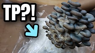 Can You Grow Mushrooms on Toilet Paper? 🍄 🍄 🍄