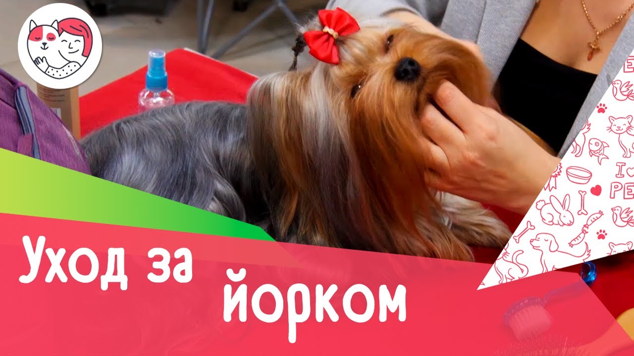 6 особенностей ухода за йоркширским терьером