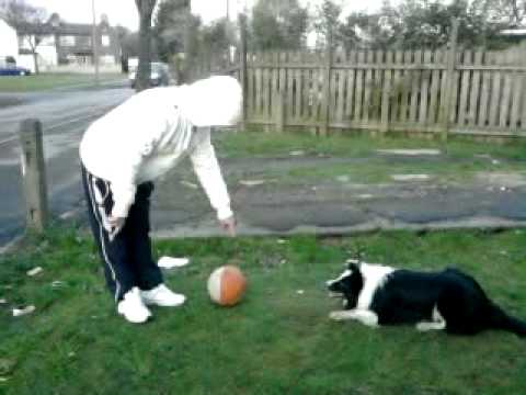 PAVLOVCE - MROKHUL RUKONO