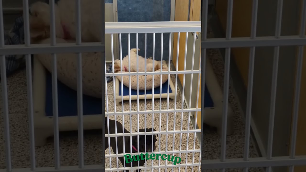Buttercup (D25-203), a Adoptable Shih Tzu in Peyton, CO video 6/6