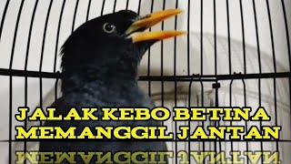 Download lagu jalak kebo betina memanggil jantan pas untuk memancing bunyi jalak kebo bahan ataupun yg malas bunyi mp3