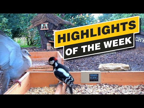 Highlights Of The Week - April 2024 - Week 16 🌻
