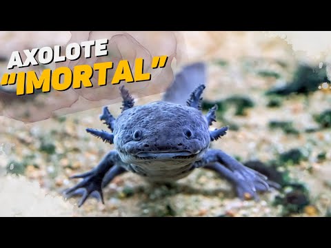 Axolote  - Conheça o animal capaz de se regenerar