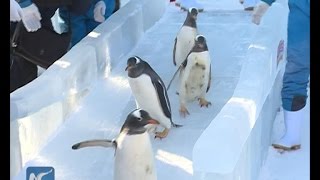 Cute penguins tumble on ice slide in Harbin