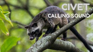 Download lagu Suara pemanggil musang mp3 Download lagu Suara pemanggil musang mp3