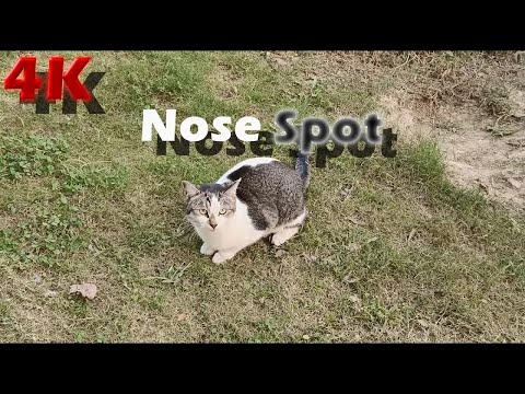 4K Video - Cute, Funny and Wild Cats Meal Video 25 Nov 2021 - Street Cats