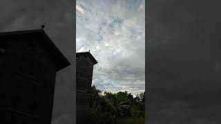Download lagu Walet- SP Gratisan aja mp3 Download lagu Walet- SP Gratisan aja mp3