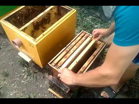 ПЕРВАЯ УСТАНОВКА ЛОВУШЕК СРАБОТАЛА-бродячий рой в ловушке.