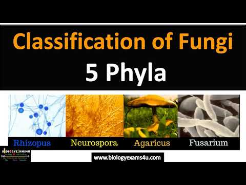 , title : 'Classification of Fungi || 5 Phyla with examples'