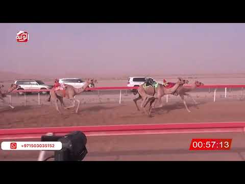  ش 11 (شواهين) لـ عبدالله الهاجري بن علي الجنيبي 2:11:19 ، شارة الصندوق 2026/07/11 فطامين الوقن