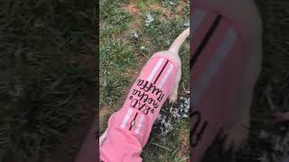 Video preview image #1 Labrador Retriever-Unknown Mix Puppy For Sale in Holly Springs, NC, USA