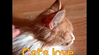 Cats love Кошачая любовь Amor de gatas #cats #кошки #gatas #animal #животные #catslove katzen katter chats приколы с котами и кошками приколы с животными
jokes animals
Follow us