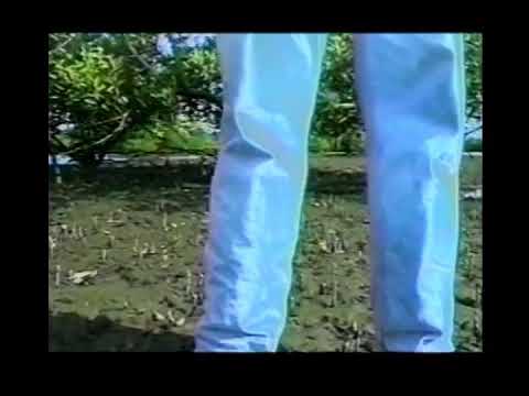 los cocodrilos, te gusta