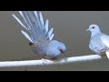 Diamond dove (ঘুঘুর ডাক)