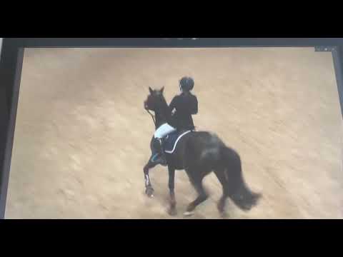 Vigo Vi 1.30m Grand Prix Olympia qualifier