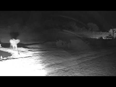 Djuma: Large herd of Elephants visit Vuyatela Pan at night - 01:10 - 12/29/18