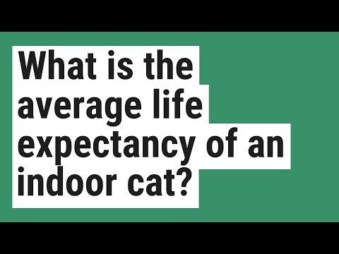 What is the average life expectancy of an indoor cat?