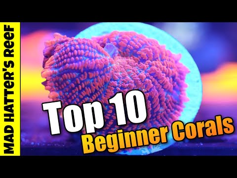 Top 10 Beginner Friendly Corals