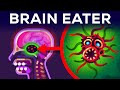 The Most Horrible Parasite Brain Eating Amoeba