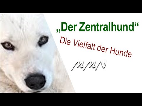Die Vielfalt der Hunde - Der Zentralhund - Portrait von Maja Nowak