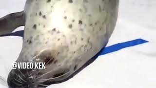 Самые смешные видео в мире