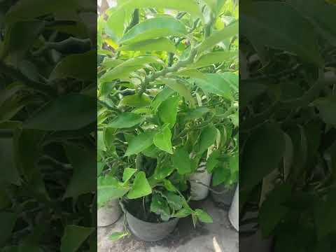 KRUPUK KRUPUKAN ,KEBO KEBOAN.