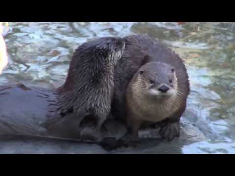 Animal Spotlight:  River Otter