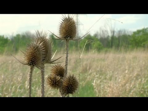 Hidden Gems: Havenwoods State Forest