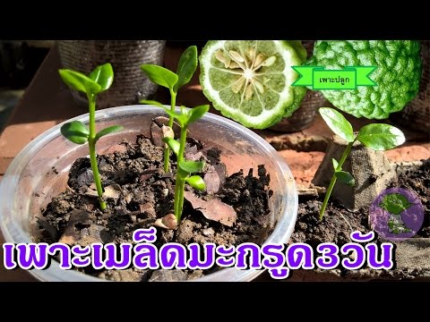 บางผลิตภัณฑ์ที่น่าตื่นเต้นสำหรับผู้หญิงที่มีขายในร้านขายยา เท่าใดรักษาความอ่อนแอ