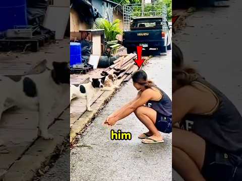 Watch the Moment This Dog Recognizes His Owner After 3 Years 😭