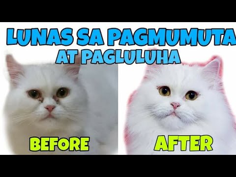 PAANO MAWALA ANG PAGMUMUTA AT PAGLULUHA NG MATA NG PUSA O ASO? | GAMOT SA PAGMUMUTA NG PUSA
