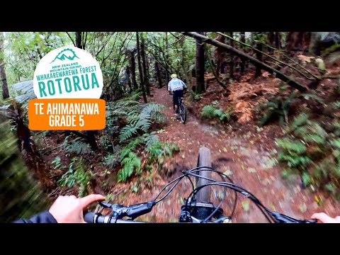 Some spice in the native - Te Ahimanawa, Rotorua