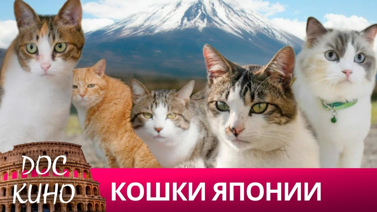 🎭 КОШКИ  ЯПОНИИ🌎 ДОКУМЕНТАЛЬНОЕ КИНО 🎆 2023