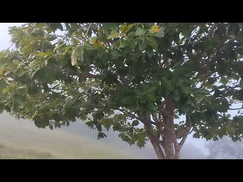 Uma manhã de muita névoa na Nossa Minas Gerais município de Palmópolis