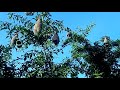 Beautiful Indian Nature Status Video