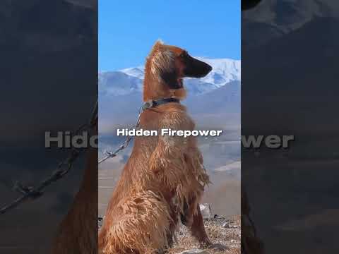 Top 4 Fastest Sighthounds in the World | Greyhound, Saluki, Borzoi & Afghan Hound