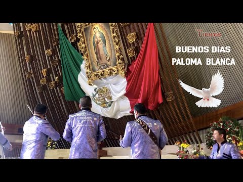 BUENOS DIAS PALOMA BLANCA - LOS LIRICOS JR (EN VIVO 2019)