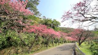 preview picture of video '沖縄の寒緋桜（名護城公園・八重岳） [HD] [地図あり]'